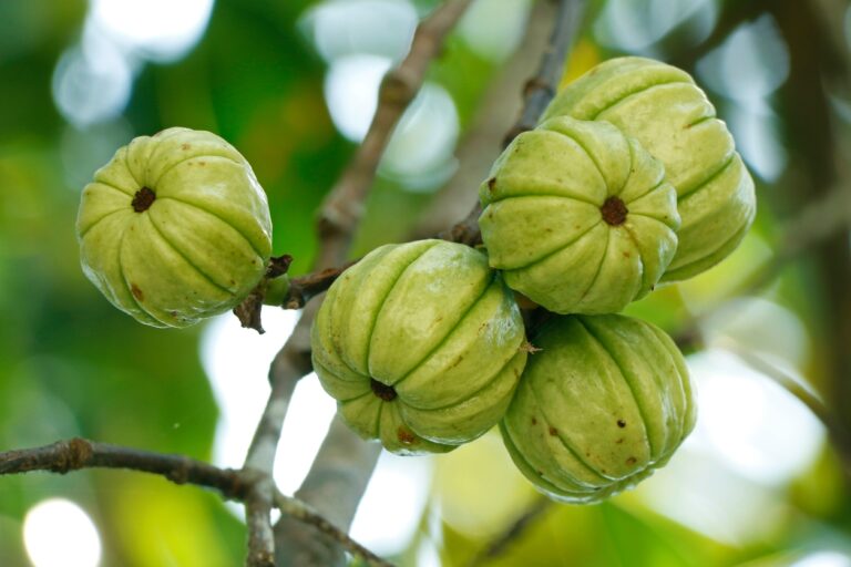 Garcinia cambogia